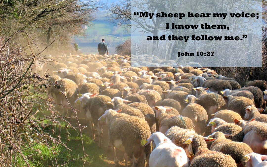 Fourth Sunday of Easter – Good Shepherd Sunday