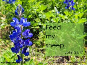 Close up of a bluebonnet in a field with the text Feed my sheep John 21:17.